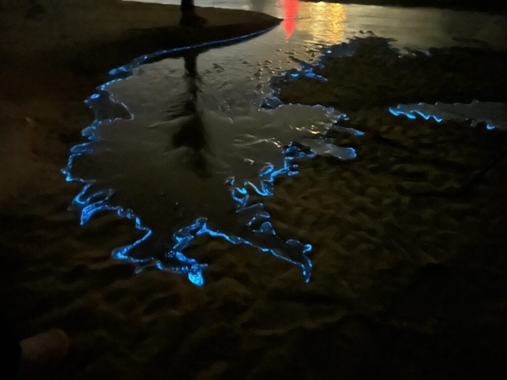 2025北竿夜航藍眼淚-夜賞藍眼淚 6 S 7856151 0