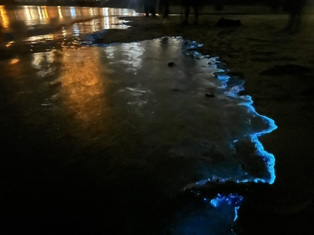 2025北竿夜航藍眼淚-夜賞藍眼淚 10 S 7856155 0