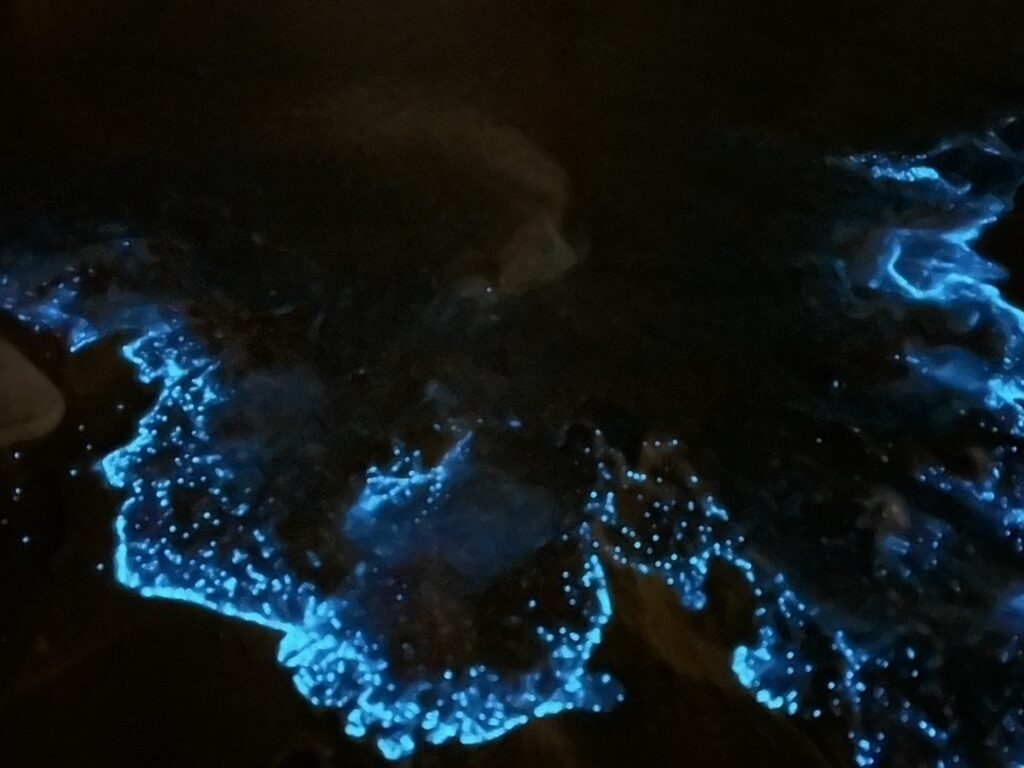 2025北竿夜航藍眼淚-夜賞藍眼淚 11 S 7856156 0